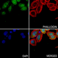 3 - Anti-Cyclin D1 (Phospho-S90) Antibody AP61160