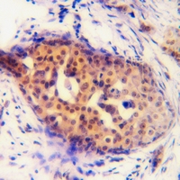 19 - Anti-Cyclin D1 (Phospho-S90) Antibody AP61160
