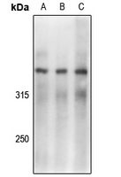 1 - Anti-DNA-PKcs (Phospho-S2056) Antibody AP61162