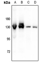 1 - Anti-CD124 (Phospho-Y497) Antibody AP61168