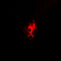 3 - Anti-Aconitase 1 (Phospho-S138) Antibody AP61170