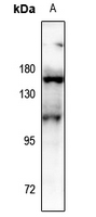 1 - Anti-Aconitase 1 (Phospho-S138) Antibody AP61170