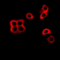 3 - Anti-ATP1A1 (Phospho-S23) Antibody AP61173