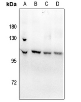 1 - Anti-ATP1A1 (Phospho-S23) Antibody AP61173