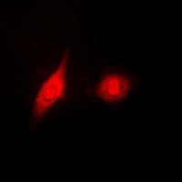 3 - Anti-ERK1/2 (Phospho-Y204) Antibody AP61175