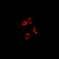 3 - Anti-IP3R Antibody AP61189