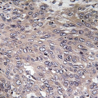 19 - Anti-IP3R Antibody AP61189