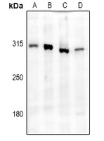 1 - Anti-IP3R Antibody AP61189