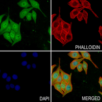 3 - Anti-MERTK/TYRO3 Antibody AP61191