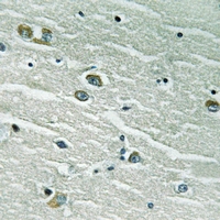 19 - Anti-MERTK/TYRO3 Antibody AP61191