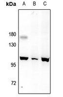 1 - Anti-MERTK/TYRO3 Antibody AP61191