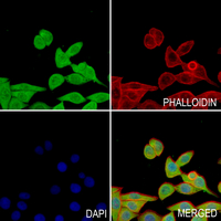 3 - Anti-RXR alpha Antibody AP61192