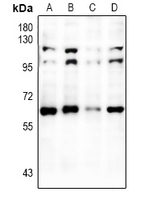 1 - Anti-RXR alpha Antibody AP61192