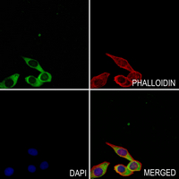 3 - Anti-NDUFC2 Antibody AP61194