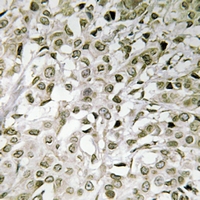 19 - Anti-TAF1 Antibody AP61195
