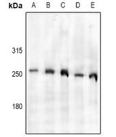 1 - Anti-TAF1 Antibody AP61195
