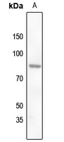 1 - Anti-ZNF225 Antibody AP61197