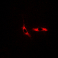 3 - Anti-COX6C Antibody AP61198