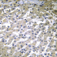 19 - Anti-COX6C Antibody AP61198