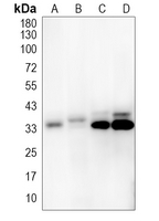 1 - Anti-COX1 Antibody AP61200