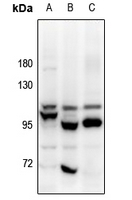 1 - Anti-OB Cadherin Antibody AP61201