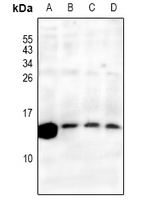 1 - Anti-RPS27L Antibody AP61205