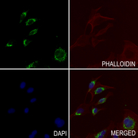 3 - Anti-RPL31 Antibody AP61206