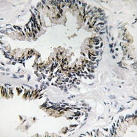 19 - Anti-RPL31 Antibody AP61206
