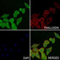 3 - Anti-RCL Antibody AP61208