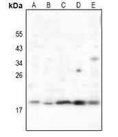 1 - Anti-RCL Antibody AP61208