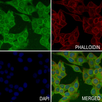 3 - Anti-Cystatin 11 Antibody AP61209