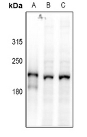 1 - Anti-DOCK2 Antibody AP61210