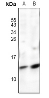 1 - Anti-POLR2J Antibody AP61211