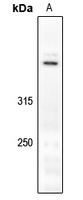 1 - Anti-Dynein HC Antibody AP61212