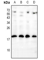 1 - Anti-INSL4 Antibody AP61213