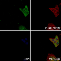 3 - Anti-EIF1AY Antibody AP61214