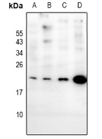 1 - Anti-EIF1AY Antibody AP61214