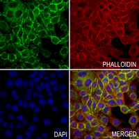 3 - Anti-CD208 Antibody AP61217