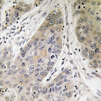 19 - Anti-CD208 Antibody AP61217