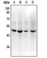 1 - Anti-CD208 Antibody AP61217