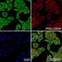 3 - Anti-MGST1 Antibody AP61218