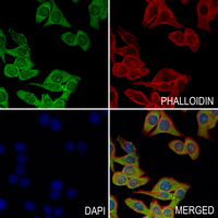 3 - Anti-MRPS36 Antibody AP61219