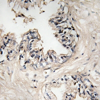 19 - Anti-MRPS36 Antibody AP61219