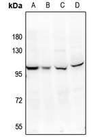 1 - Anti-SSH3 Antibody AP61221