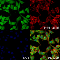 3 - Anti-PMS2 Antibody AP61222
