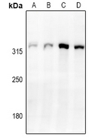 1 - Anti-Cav3.2 Antibody AP61224