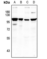 1 - Anti-HELIOS Antibody AP61225