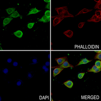 3 - Anti-CD322 Antibody AP61227