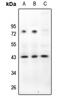 1 - Anti-CD322 Antibody AP61227