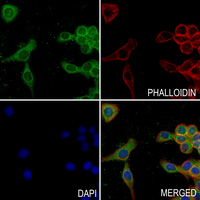 3 - Anti-Factor VII Antibody AP61229